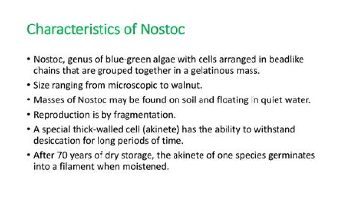 What is the characteristics of Nostoc?