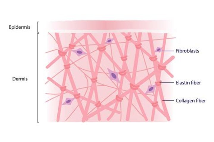 What is the collagenous matrix secreted by osteoblasts called?