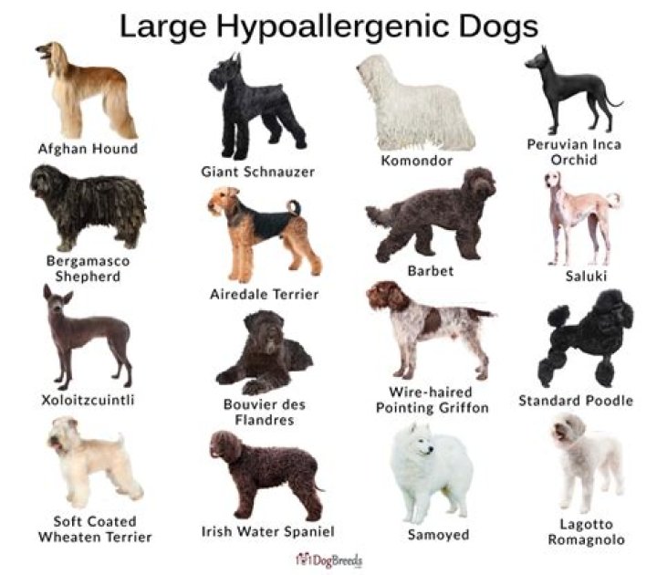 What is the cutest hypoallergenic dog?