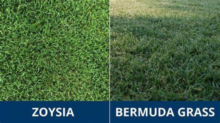 What is the darkest green Bermuda grass?