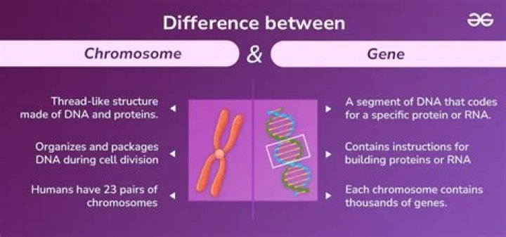 What is the difference between A and B finals?