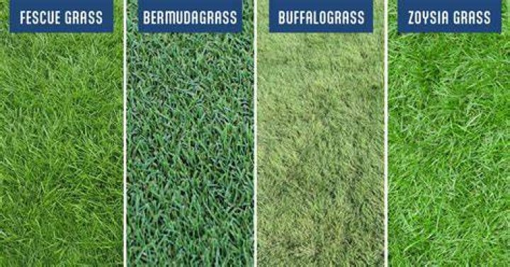 What is the difference between bent grass and Bermuda grass?