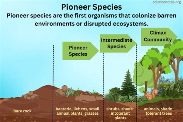 What is the difference between pioneer and founder?