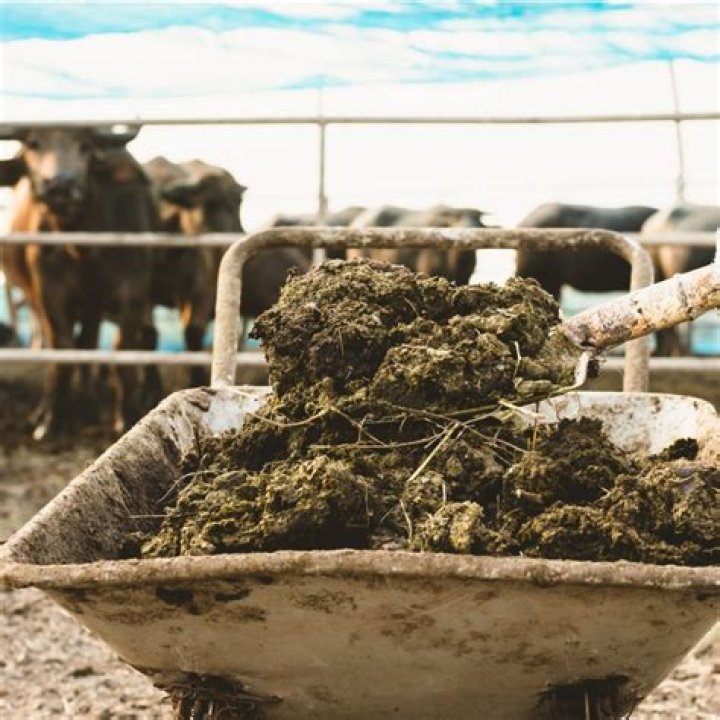 What is the disadvantages of animal manure?