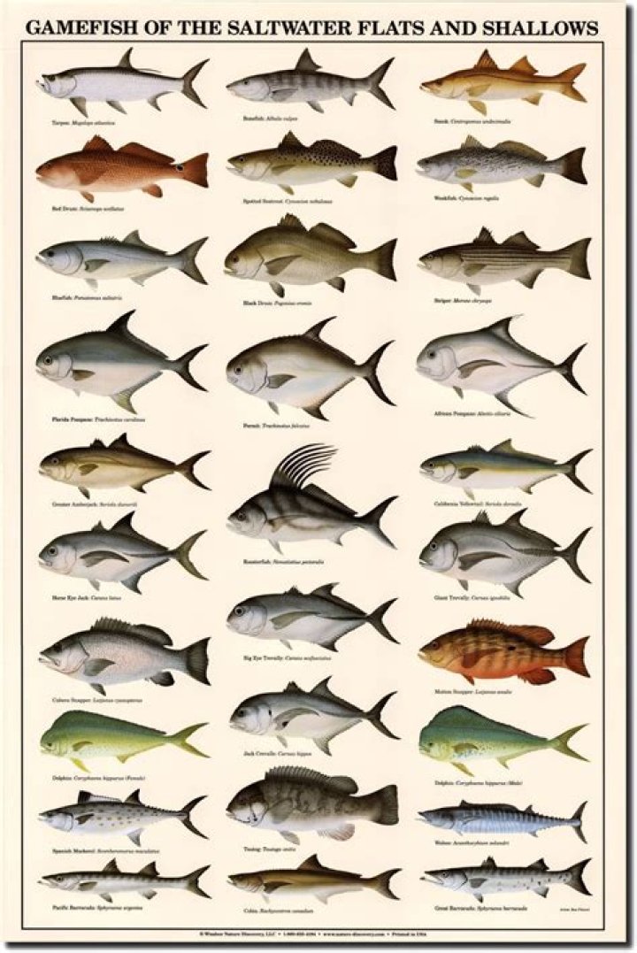 What is the easiest saltwater fish to catch?