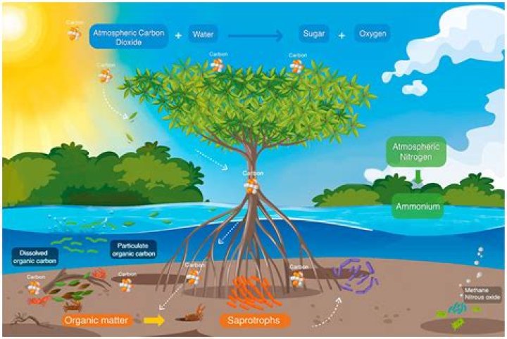 What is the ecological impact of a mangrove forest?
