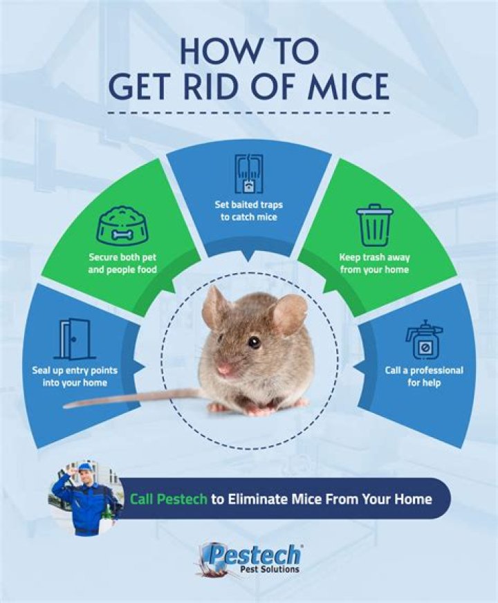 What is the fastest way to get rid of a bladder infection at home?
