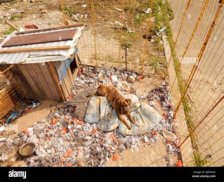 What is the first most abandoned pet?