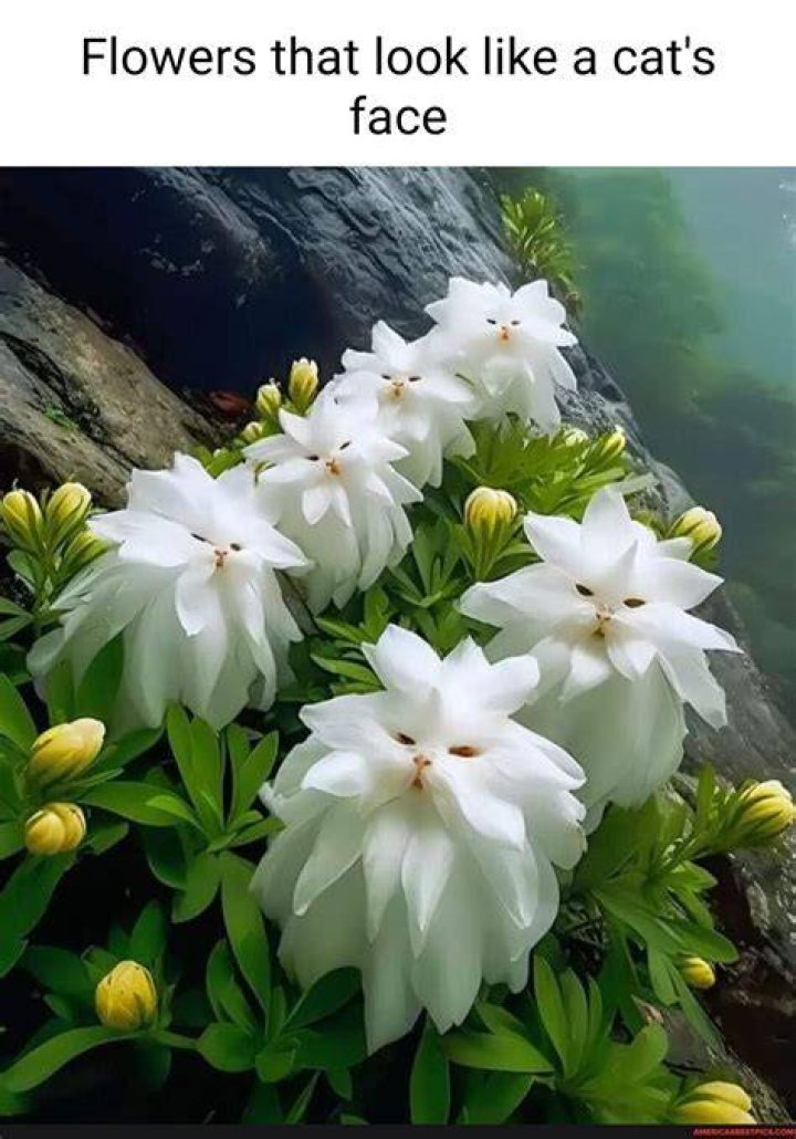 What is the flower of Molokai?