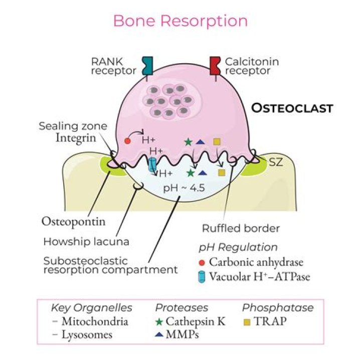 What is the function of an osteoclast quizlet?