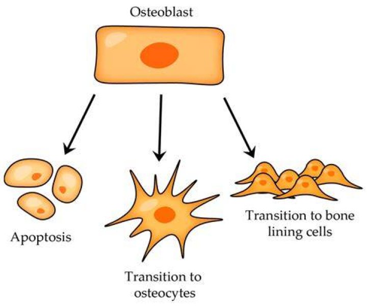 What is the function of osteoblasts?