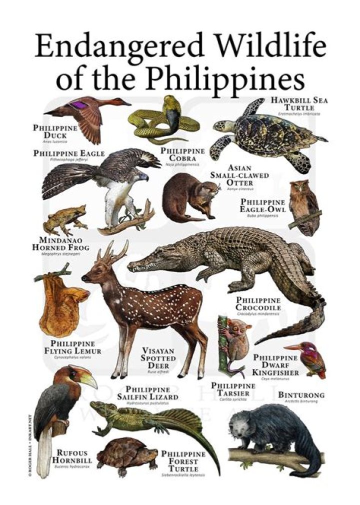 What is the largest wild animal in the Philippines?