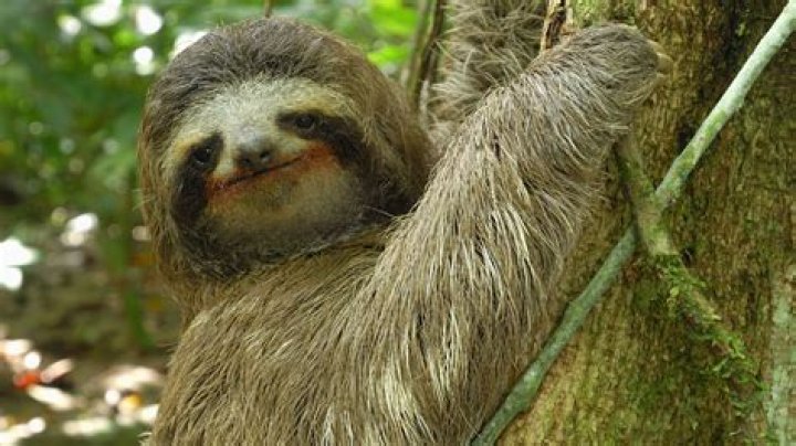 What is the laziest animal?