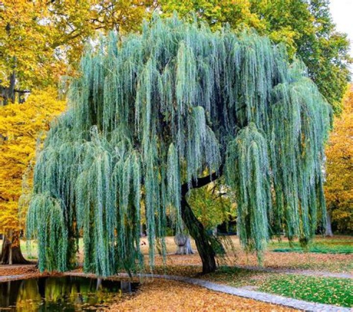 What is the lifespan of a weeping willow tree?