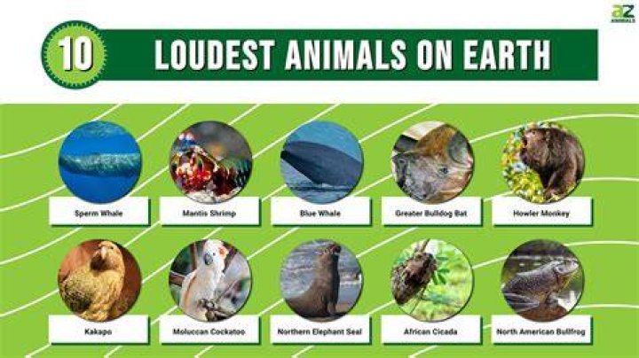What is the loudest animal in the world?