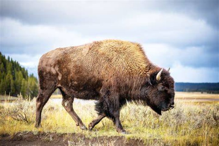 What is the male gender of buffalo?