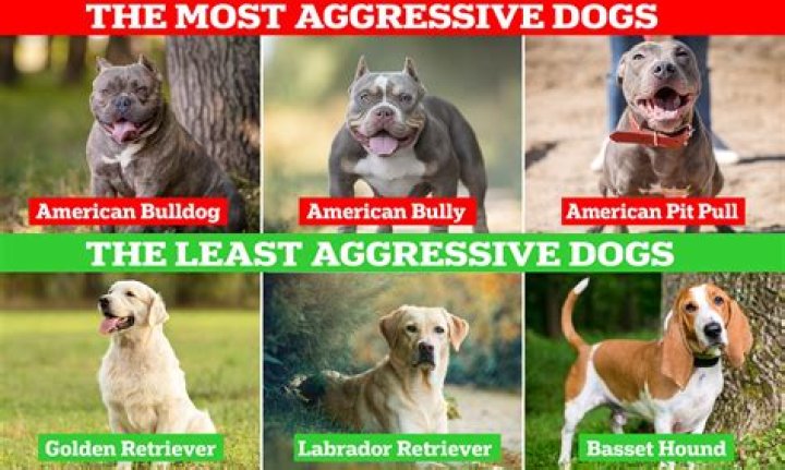 What is the meanest dog?