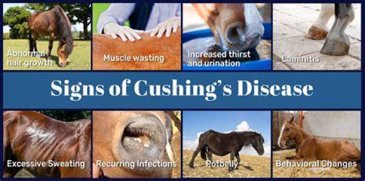 What is the most common disease in horses?
