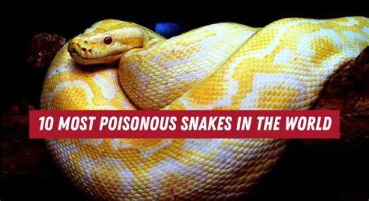 What is the most poisonous snake in the world 2021?