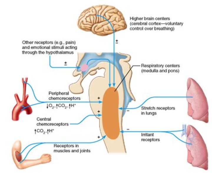 What is the most powerful respiratory stimulus?