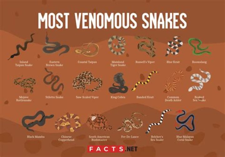 What is the most venomous snake in the world?