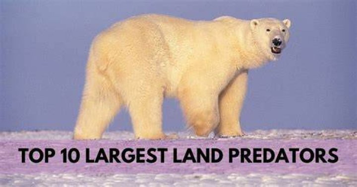 What is the most vicious predator on earth?