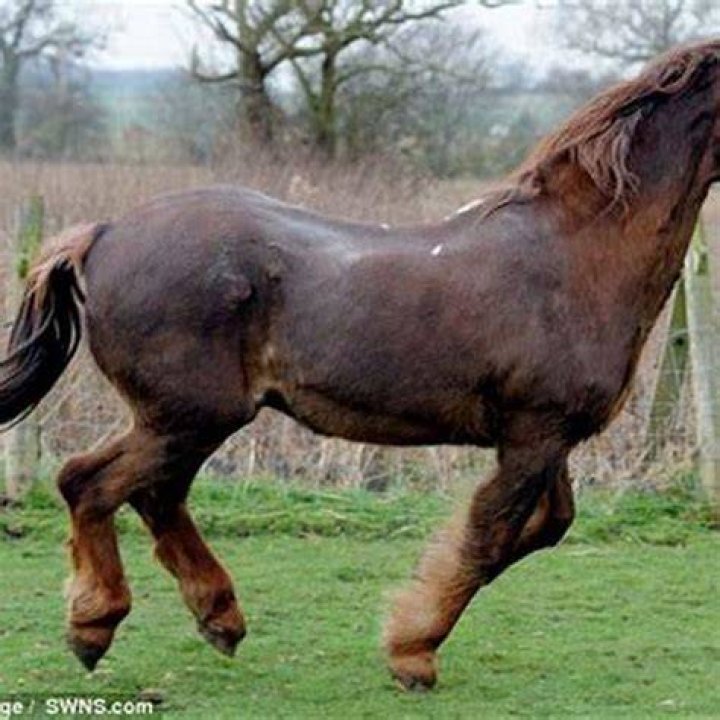 What is the oldest horse alive?