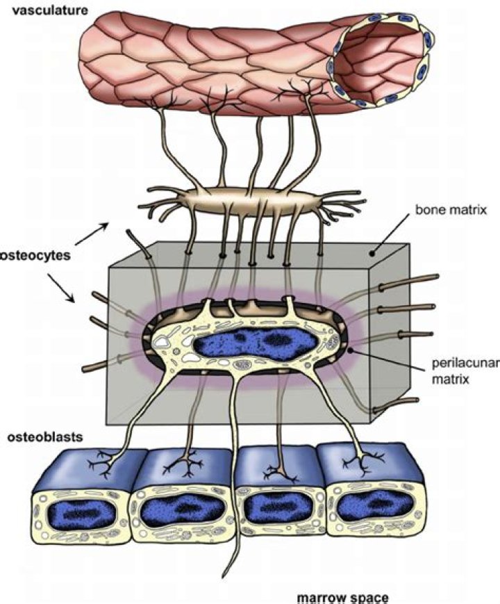 What is the process of Osteocyte?