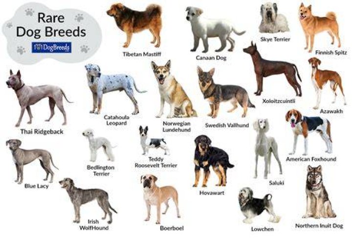 What is the rarest dog breed?