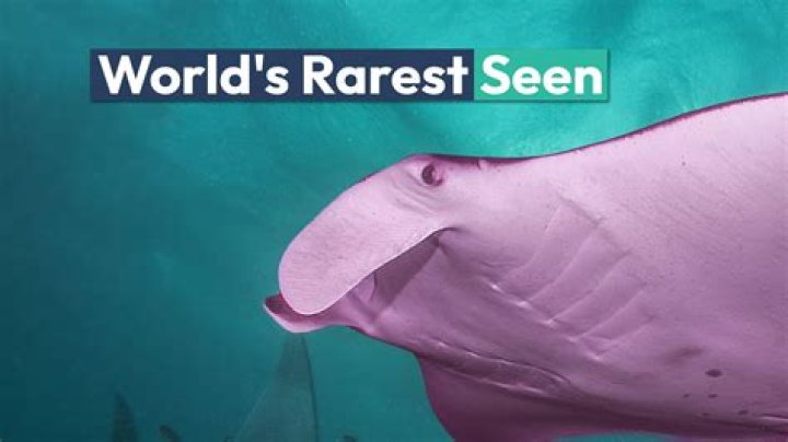 What is the rarest dog on earth?