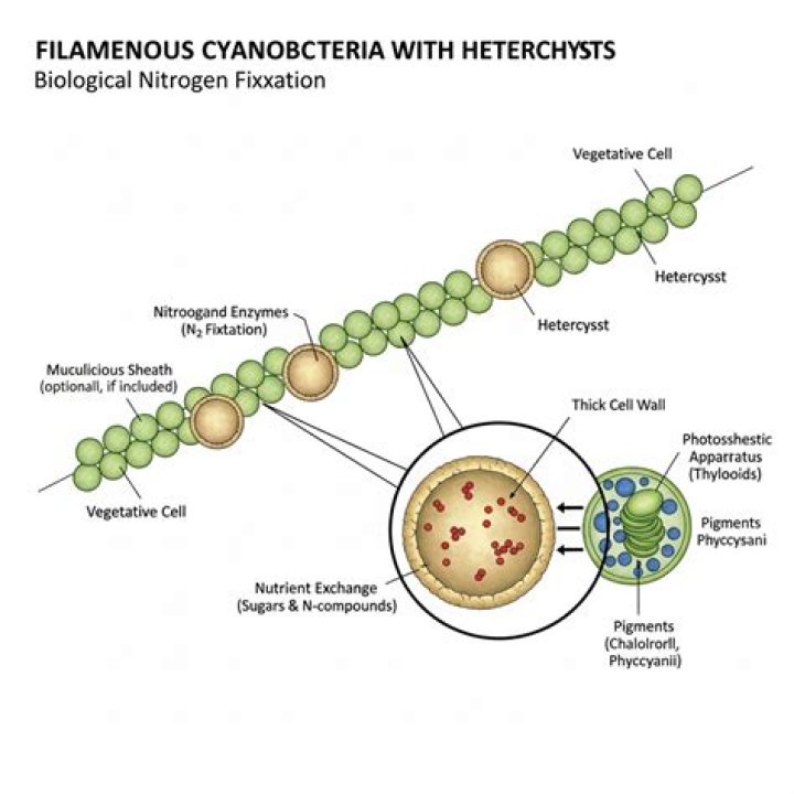 What is the role of heterocysts in Nostoc?