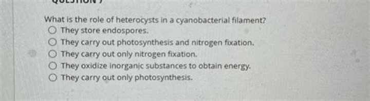 What is the role of heterocysts?