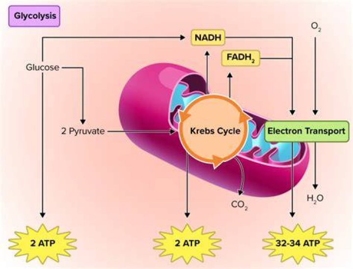 What is the second step of cellular respiration?