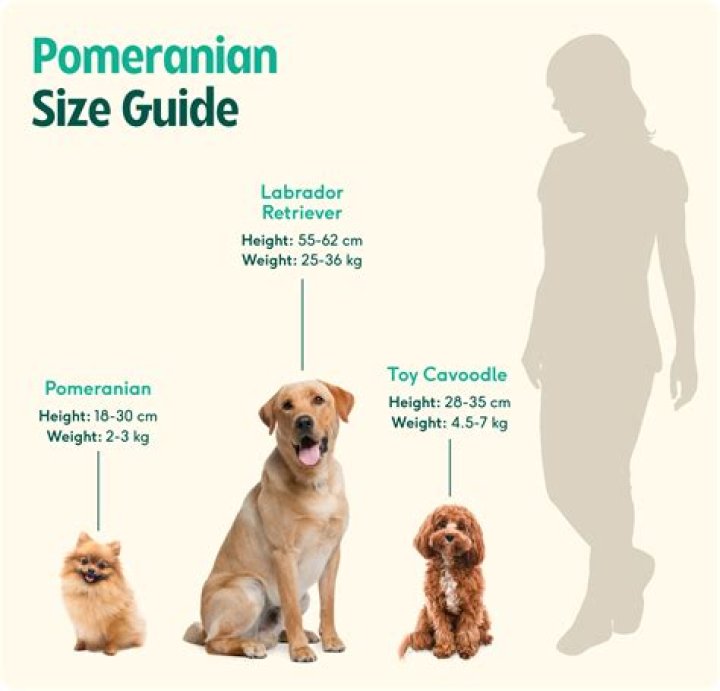 What is the size of Pomeranian dog?