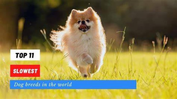 What is the slowest dog in the world?