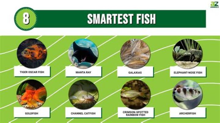 What is the smartest fish?