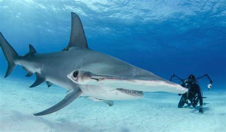 What is the smartest shark?