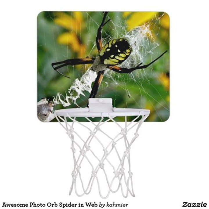 What is the spider in basketball?