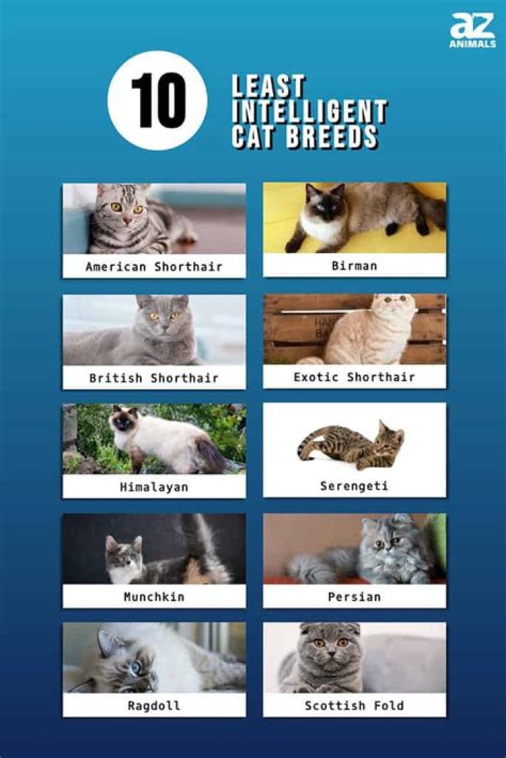 What is the stupidest cat?