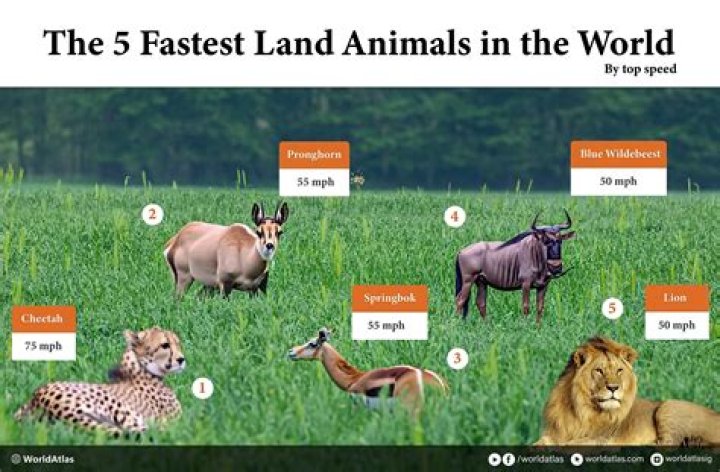 What is the top 5 fastest animals?