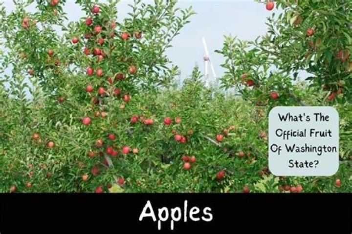 What is the Washington State Fruit?