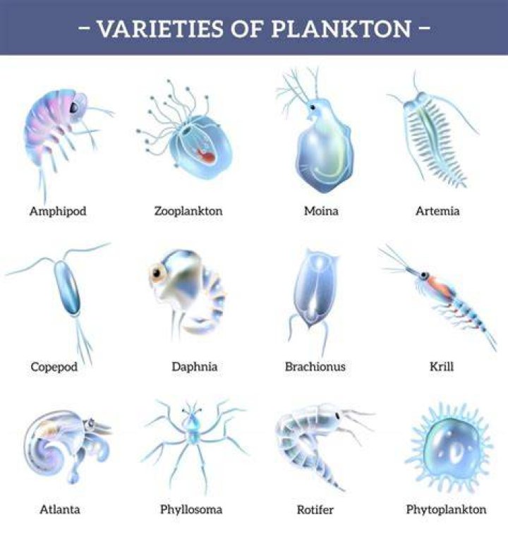 What is zooplankton scientific name?