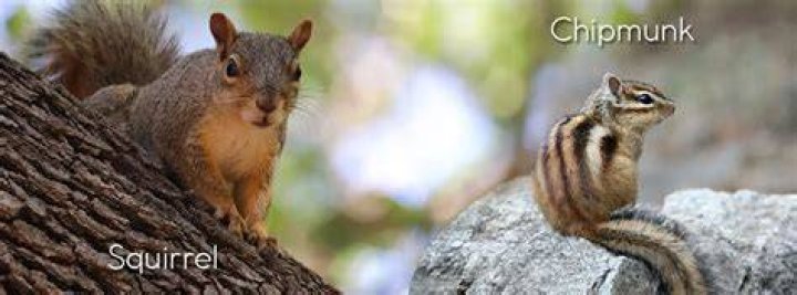 What kills chipmunks instantly?