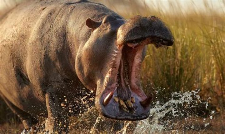 What kills hippopotamus?