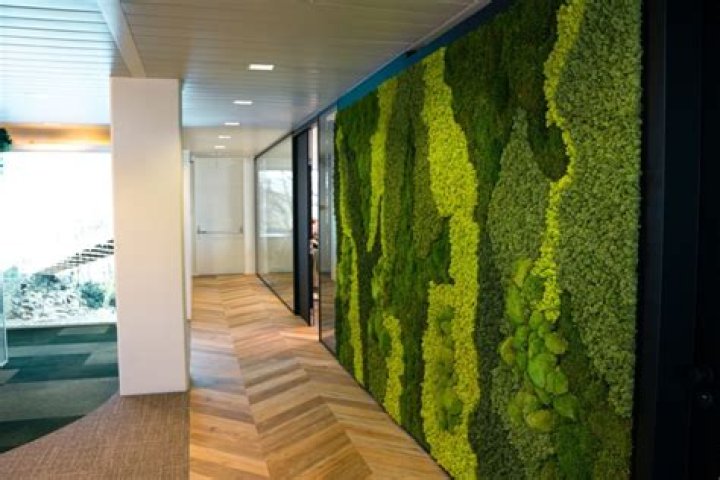 What kills moss on walls?