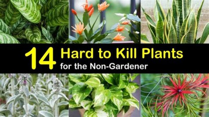 What kills plants instantly?
