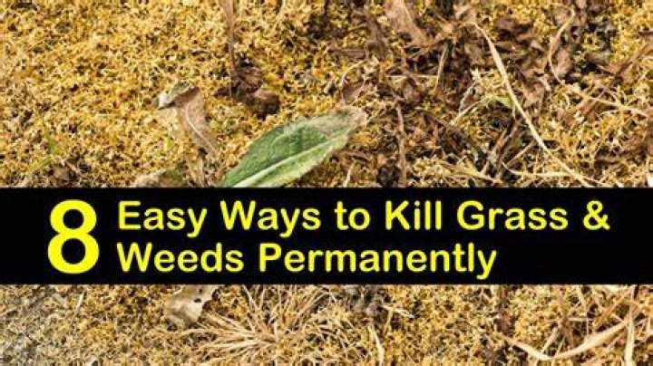 What kills weeds permanently 2021?