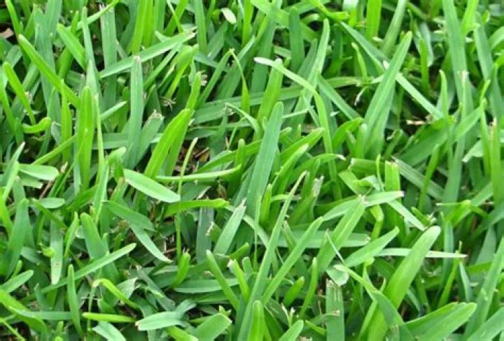 What kind of grass does Pinehurst have?