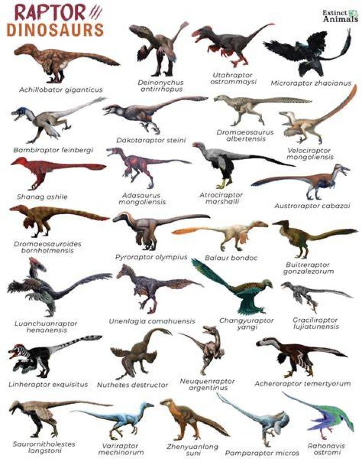 What kind of raptors live in the desert?