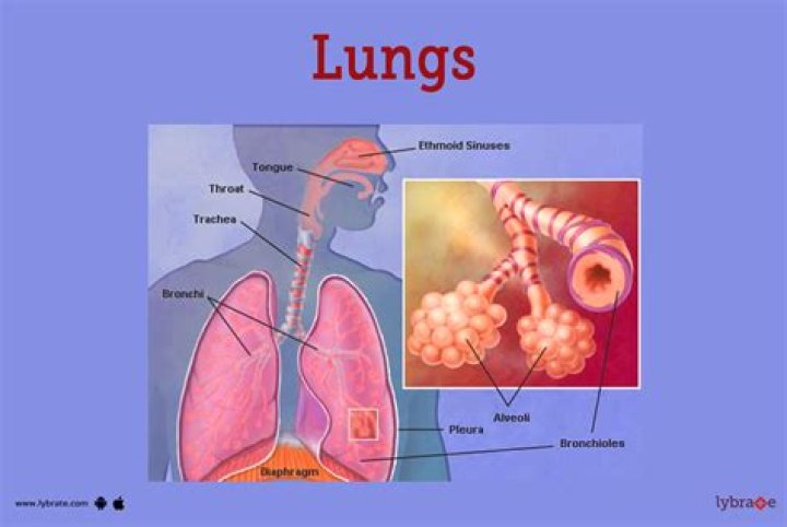 What lungs are made of?